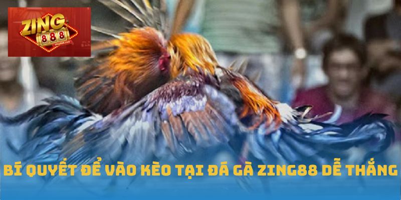 Bí quyết để vào kèo tại đá gà Zing88 dễ thắng