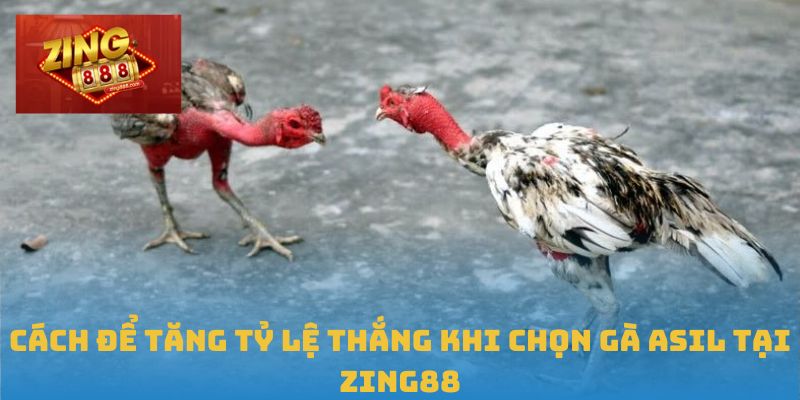 Gà Asil – Tinh Hoa Trường Gà Được Săn Đón Tại Zing88 3 Cách để tăng tỷ lệ thắng khi chọn Gà Asil tại Zing88