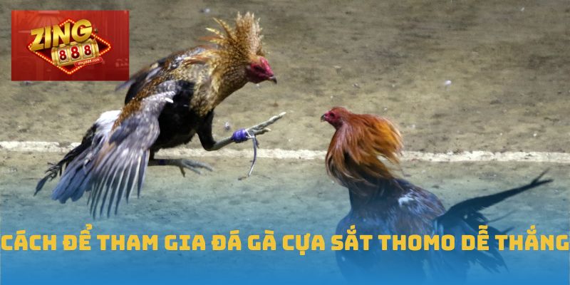 Đá Gà Cựa Sắt Thomo Tại Zing88 - Nơi Đậm Chất Cao Thủ 2 Cách để tham gia đá gà cựa sắt Thomo dễ thắng