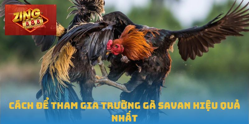 Trường Gà Savan – Đấu Trường Đỉnh Cao Cho Cược Thủ Đam Mê 2 Cách để tham gia Trường gà Savan hiệu quả nhất