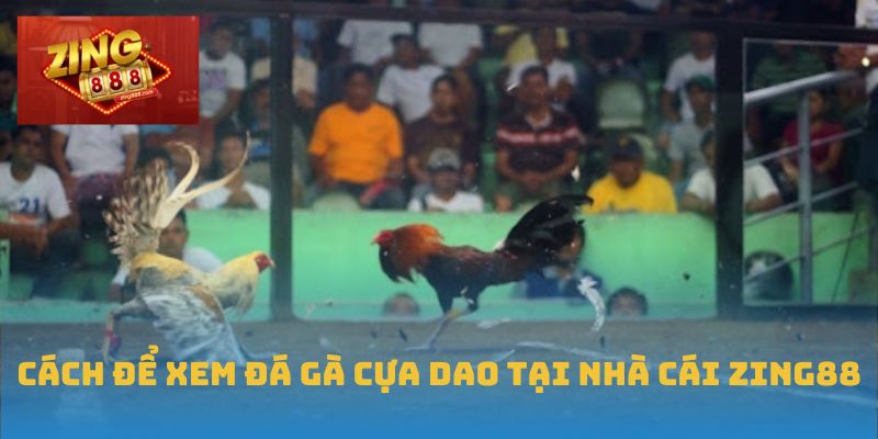 Cách để xem đá gà cựa dao tại nhà cái Zing88