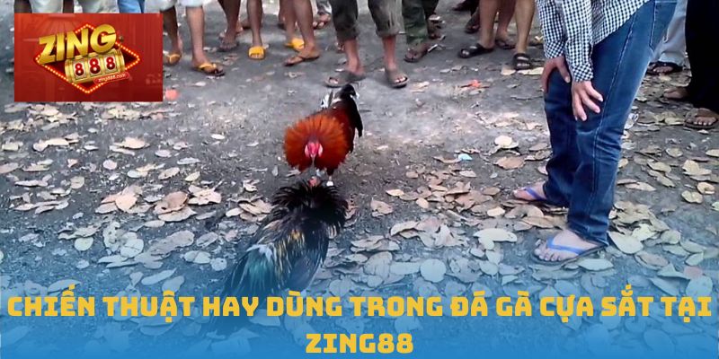 Trải Nghiệm Đỉnh Cao Với Đá Gà Cựa Sắt Tại Zing88 1 Chiến thuật hay dùng trong đá gà cựa sắt tại Zing88