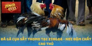 Đá gà cựa sắt Thomo