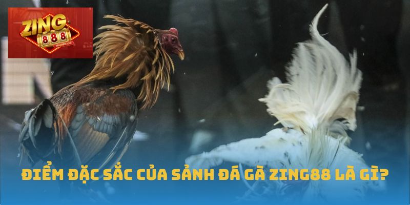 Điểm đặc sắc của sảnh đá gà Zing88 là gì?