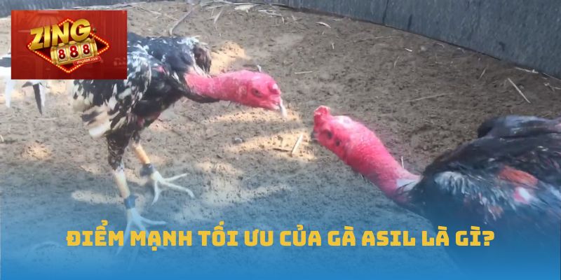 Gà Asil – Tinh Hoa Trường Gà Được Săn Đón Tại Zing88 1 Điểm mạnh tối ưu của Gà Asil là gì?