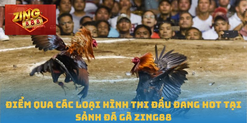 Điểm qua các loại hình thi đấu đang hot tại sảnh đá gà Zing88