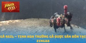 Gà Asil