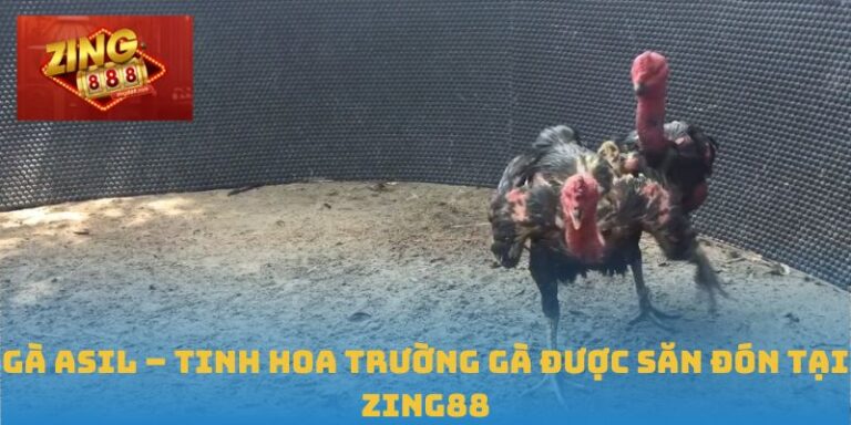 Gà Asil