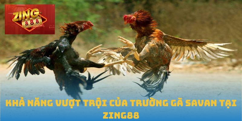Trường Gà Savan – Đấu Trường Đỉnh Cao Cho Cược Thủ Đam Mê 1 Khả năng vượt trội của Trường gà Savan tại Zing88