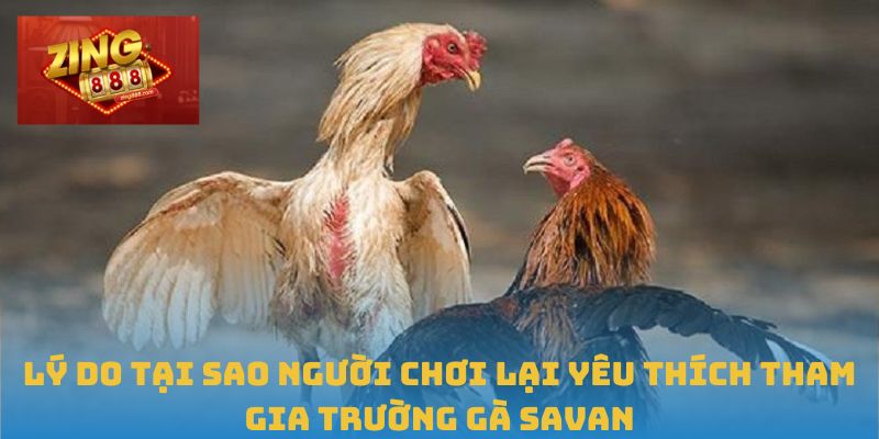 Trường Gà Savan – Đấu Trường Đỉnh Cao Cho Cược Thủ Đam Mê 3 Lý do tại sao người chơi lại yêu thích tham gia Trường gà Savan