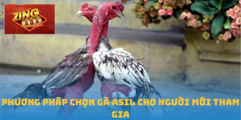 Gà Asil – Tinh Hoa Trường Gà Được Săn Đón Tại Zing88 2 Phương pháp chọn Gà Asil cho người mới tham gia