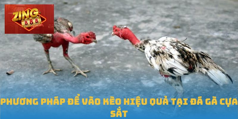 Trải Nghiệm Đỉnh Cao Với Đá Gà Cựa Sắt Tại Zing88 3 Phương pháp để vào kèo hiệu quả tại đá gà cựa sắt