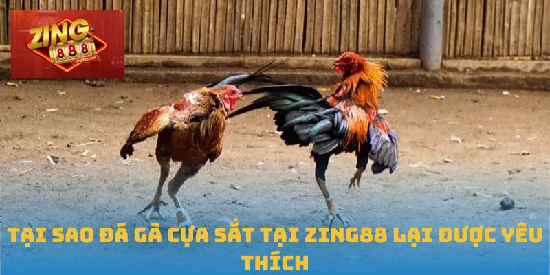 Trải Nghiệm Đỉnh Cao Với Đá Gà Cựa Sắt Tại Zing88 2 Tại sao đá gà cựa sắt tại Zing88 lại được yêu thích