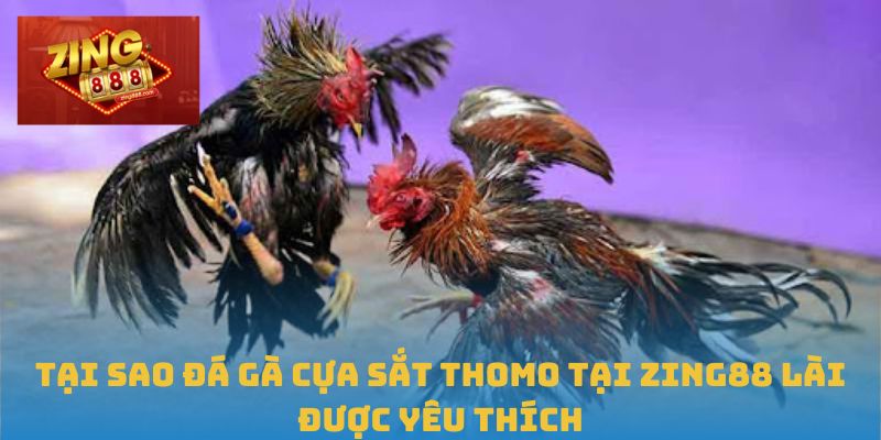 Đá Gà Cựa Sắt Thomo Tại Zing88 - Nơi Đậm Chất Cao Thủ 3 Tại sao đá gà cựa sắt Thomo tại Zing88 lài được yêu thích