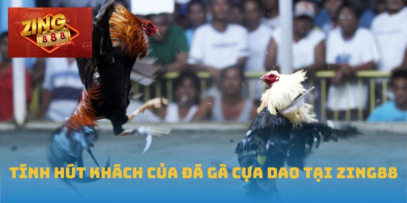 Tính hút khách của đá gà cựa dao tại Zing88