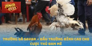 Trường gà Savan