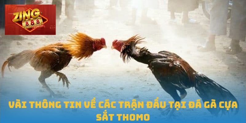 Đá Gà Cựa Sắt Thomo Tại Zing88 - Nơi Đậm Chất Cao Thủ 1 Vài thông tin về các trận đấu tại đá gà cựa sắt Thomo
